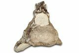 Fossil Plesiosaur Cervical Vertebra - Asfla, Morocco #328643-2